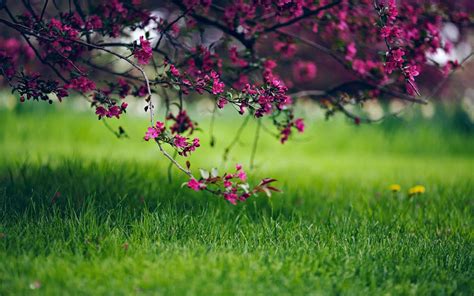 Spring Grass Wallpapers - Top Free Spring Grass Backgrounds ...