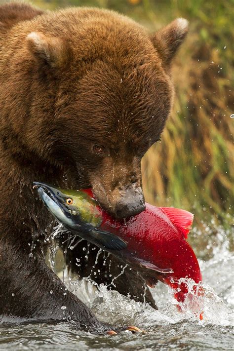 Salmon bear catch | Bear fishing, Alaskan grizzly bear, Animals