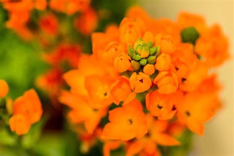 How to care for an orange star plant | Homes & Gardens