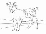 Free Printable Goat Coloring Pages For Kids sketch template