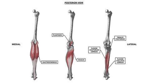 CrossFit | Ankle Musculature, Part 1: Posterior Muscles