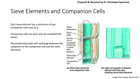 Sieve Tube Elements