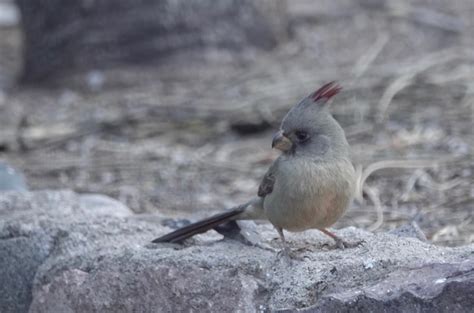 Pyrrhuloxia | The Black Range