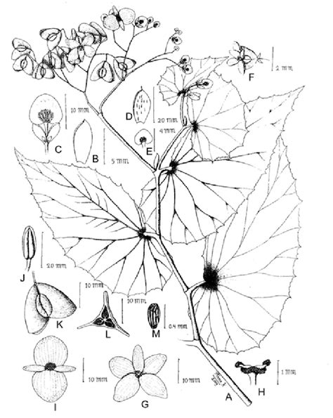 Begonia watuwilensis Girmansyah (A. Habit, B. Bract, C. Male... | Download Scientific Diagram