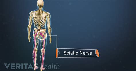 Sciatic Nerve Anatomy Buttock