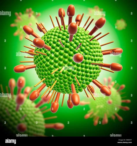 Illustration of a paramyxovirus virus particle Stock Photo - Alamy