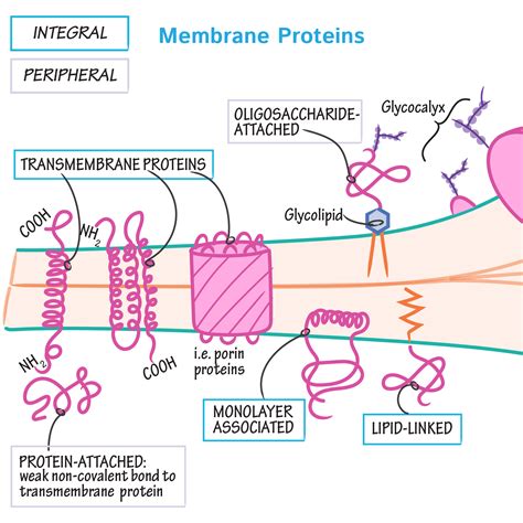 Cell Biology Glossary: Membrane Proteins | Draw It to Know It