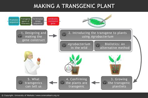 Making a transgenic plant - INTERACTIVE This interactive illustrates a ...