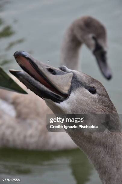 Mouth Piano Photos and Premium High Res Pictures - Getty Images