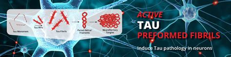 Tau Proteins for Neurodegeneration Research | StressMarq