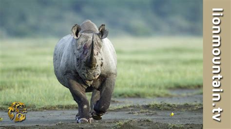 Charging Rhino Prey