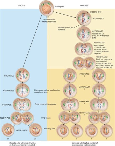 The Cellular Level of Organization | Mitosis, Biology classroom, Teaching biology