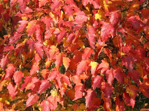 Amur maple (Not recommended) | The Morton Arboretum