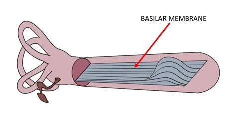 Basilar membrane - definition