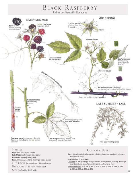 Pin by Star Crossed Botanicals on Foraging and Feasting | Edible wild plants, Plants, Plant ...