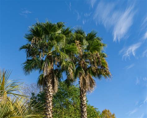 How to Care for a Washingtonia Palm Tree | Hunker