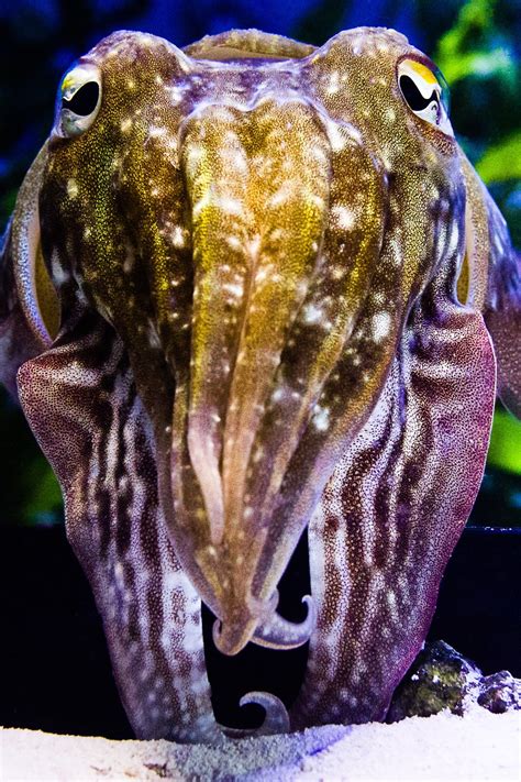 Elucidating cuttlefish camouflage