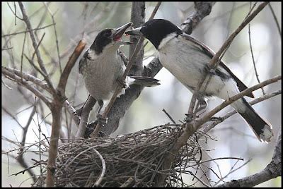 Hunter Valley Backyard Nature: #55 The Grey Butcherbird - from hatchling to fledgling