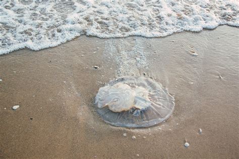 Everything You Need to Know About Jellyfish and Jellyfish Stings — Isla Surf School