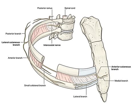 Intercostal Nerves Anatomy – Earth's Lab