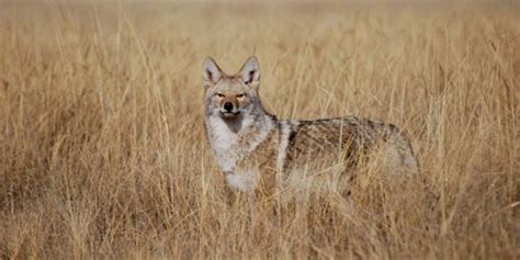 Sound Gallery - Coyotes - Natural Sounds (U.S. National Park Service)