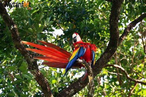 Where to See Costa Rica Wildlife: A Photo Post and Guide