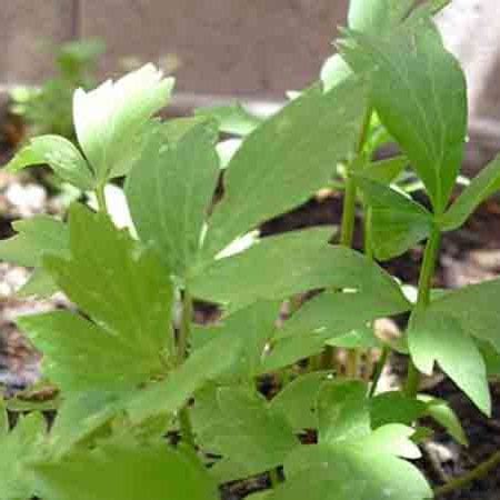 Lovage Herb Seeds | Planet Natural