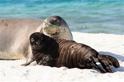 Hawaiian Monk Seal Myths Vs. Facts : Biological Science Picture ...