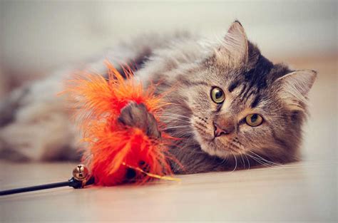 Everything You Need to Know About Catnip | Small Door Veterinary