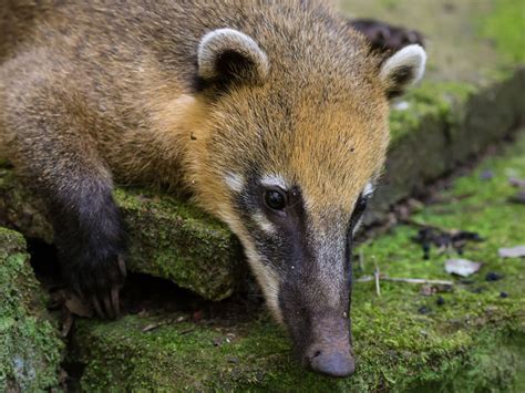 7 Animales que encontrarás en la Península de Yucatán - Blog Xcaret ...