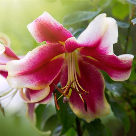 Oriental Trumpet Lilies: A Guide to the Majestic Hybrid Blooms