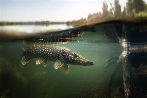 Pike vs Muskie - What is the Difference? - Fishmasters.com