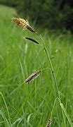 Carex flacca - Wikimedia Commons