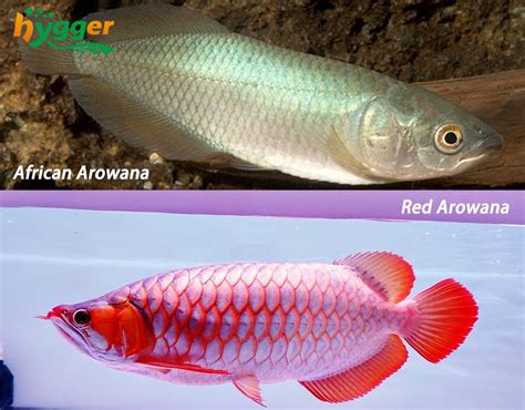 Fish Profiles - Arowana Fish Distribution and Types