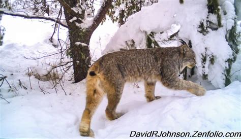 Wildlife in the Northland – Boundary Waters Blog