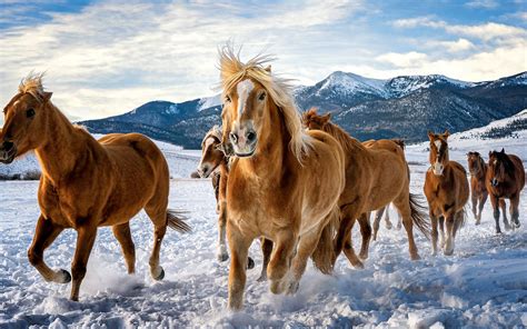 2880x1800 Horses Snow Running 4k Macbook Pro Retina ,HD 4k Wallpapers ...