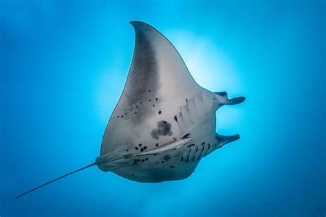 10 Facts About Mobula Rays | Cabo Adventures