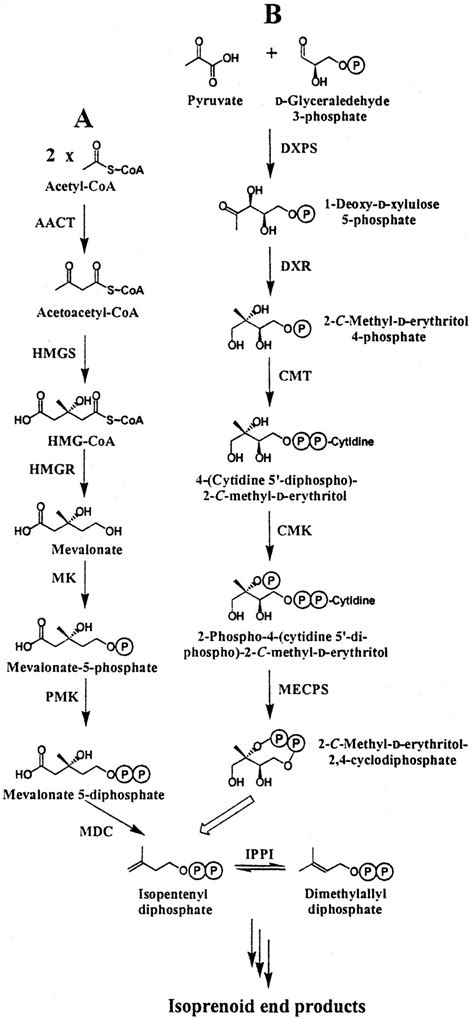 Isoprenoid biosynthesis: The evolution of two ancient and distinct ...