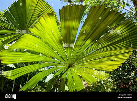 Fan palm leaves in the sun Stock Photo - Alamy