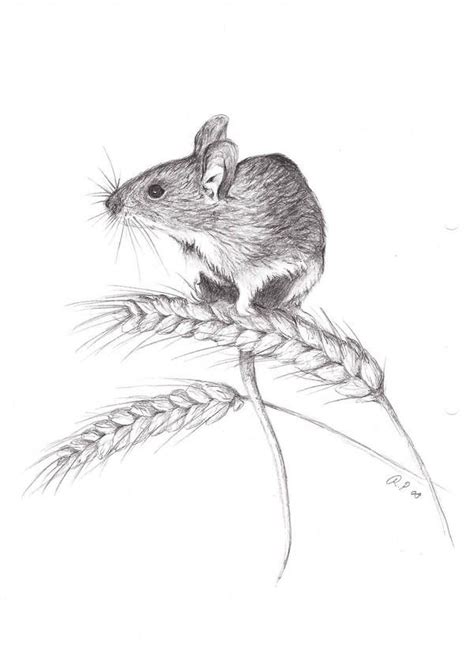 Field mouse by Viuru | Pencil drawings of animals, Mouse drawing, Art sketches