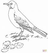 American Robin coloring Page  Free Printable Coloring Pages sketch template
