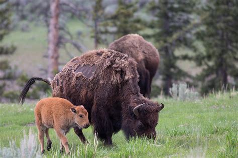 Bison in Yellowstone Photograph by Natural Focal Point Photography | Fine Art America