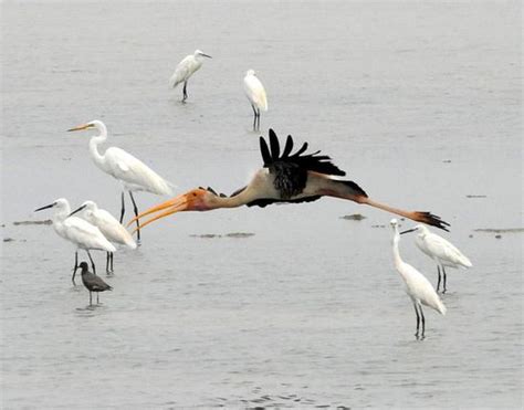 Chilika Lake