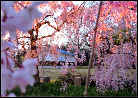 Taking5: Visiting Kyoto: A Night at Nijo Castle