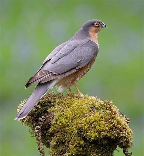 Sparrowhawk | Birds of prey uk, Bird photo, Bird species