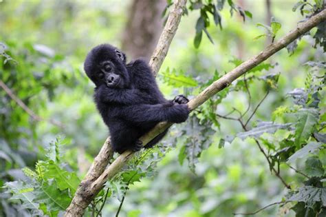 Will primates become extinct? 7 experts explain the looming threat