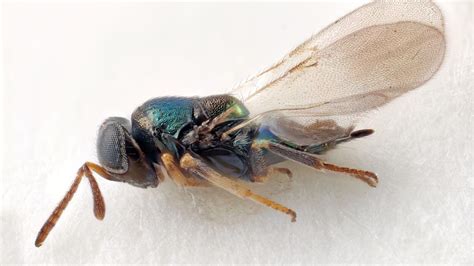 Newly discovered species of wasp named after Doctor Who’s Daleks