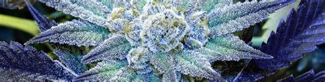 Blue Cannabis Strains Seeds For Sale | Seed Supreme