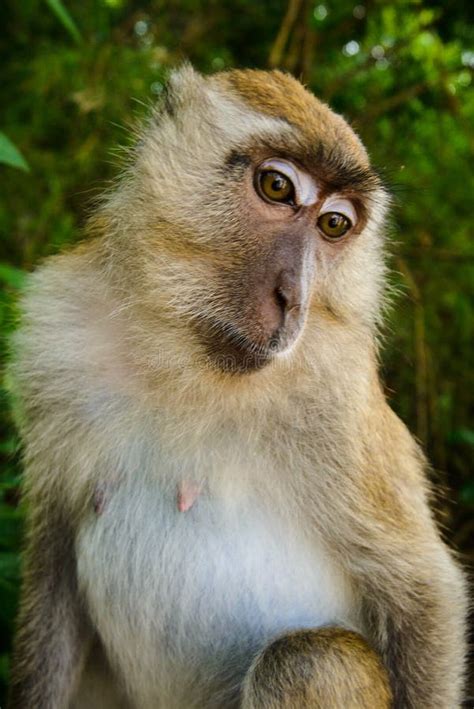 Wild Monkey from the Jungle, Krabi, Thailand Stock Image - Image of asia, park: 110454787