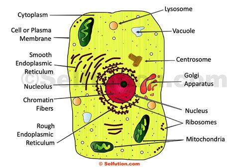 Animal Cell Organelle That : What Are the Differences Between Animal and Plant Cells ...